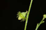 Beaked agrimony